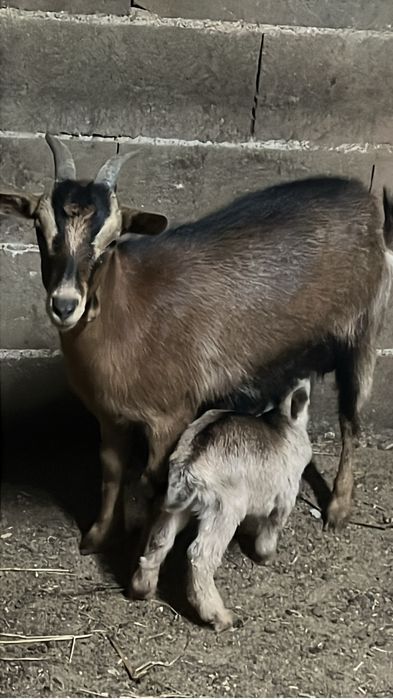 Vendo cabras prenhas e chibo manso