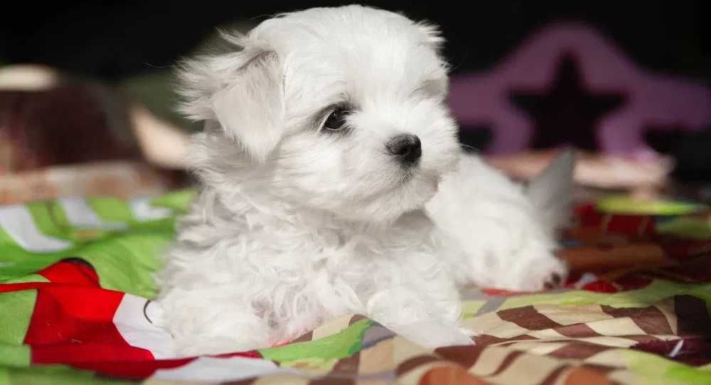 Bichon Maltês top