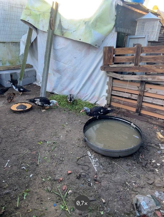 Vendo patos mudos e patos bravos