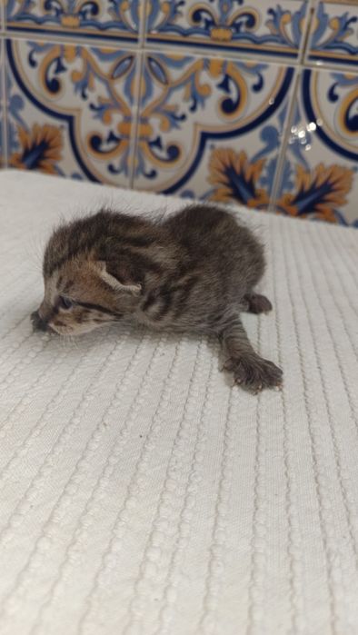 Gatinhos bebés para adoção