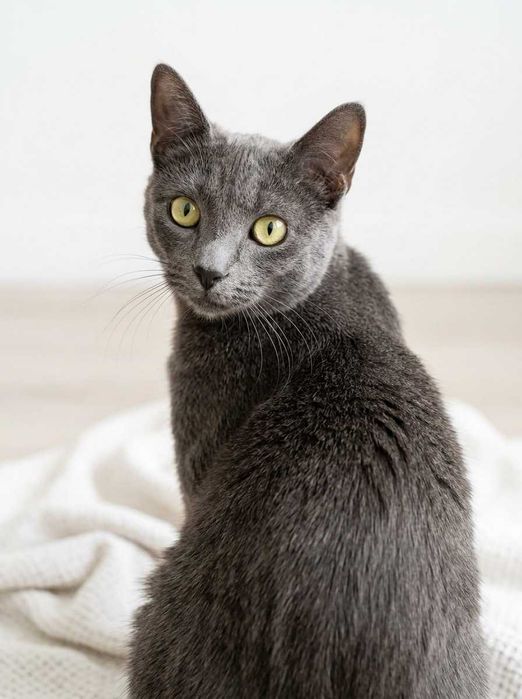 Setúbal / Margem Sul / Lisboa — PRETINHA , gatinha para adoção