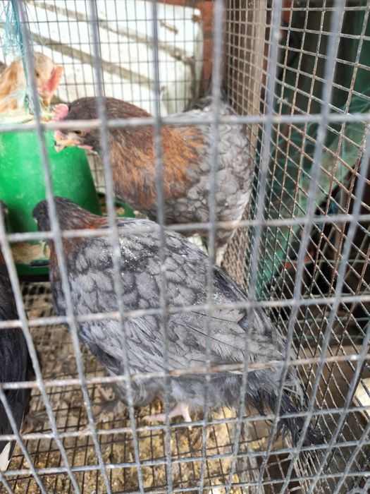 Casal Frangos Maran Azul Cobre