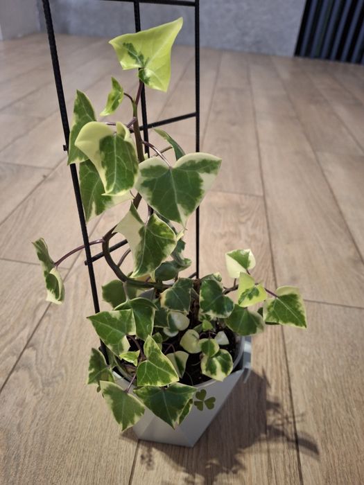 Крестовник крупноязычковый