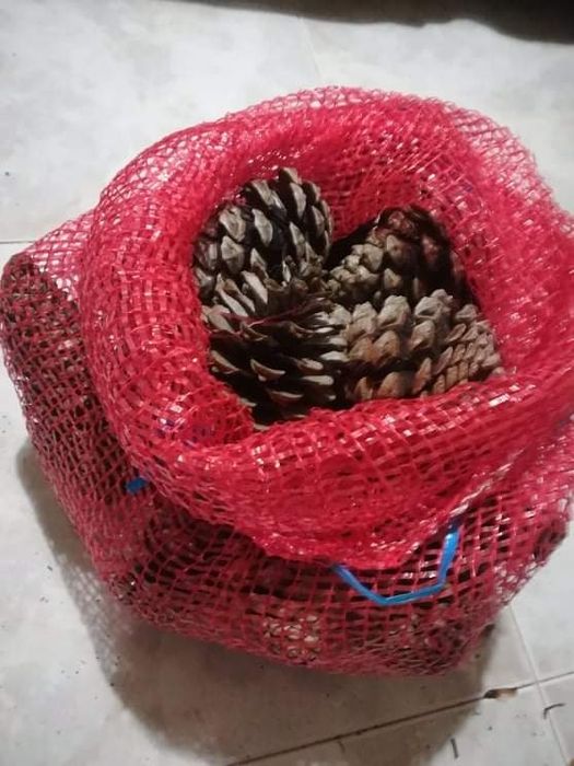 Sacas de 30 pinhas para lareira ou churrasco bem secas