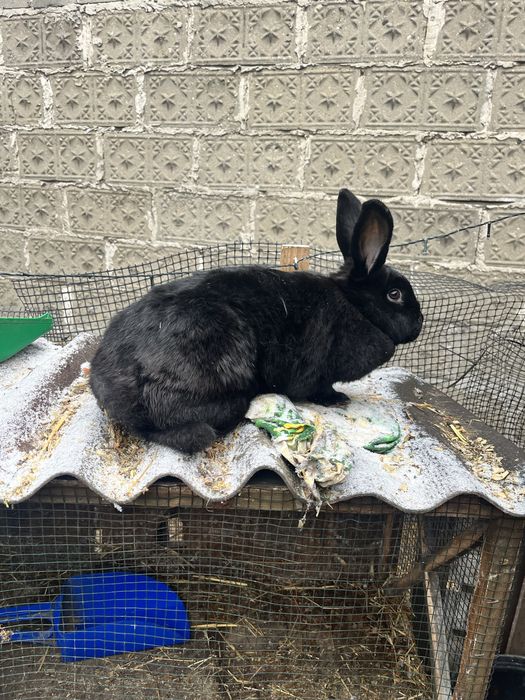 Samice na dalszy chów