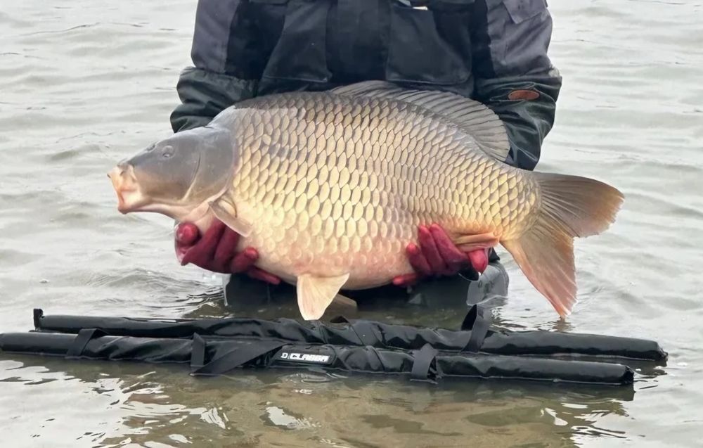 Karp idalny na łowisko