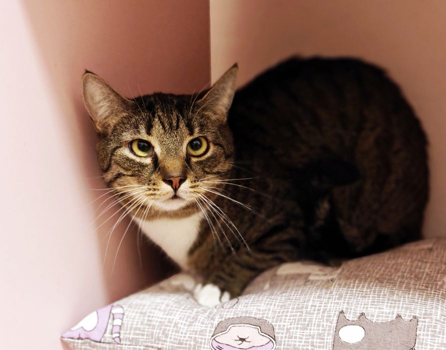 Котик Кузя в гарну родину.1 рік.Стерилізований.Кіт.Коти