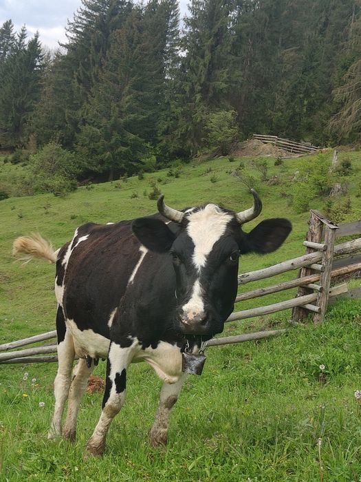 Продам породисту корову, породи ЧОРНА РЯБА недорого...
