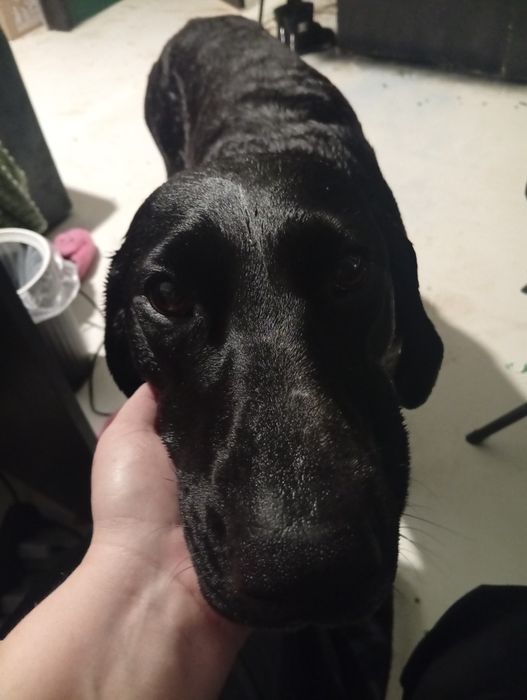 Курцхаар мисливець