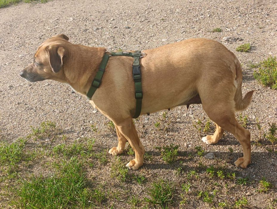 Oddam psa sunia kundelek