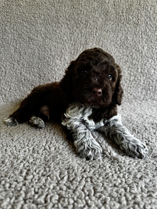 Lagotto Romagnolo-brązowy piesek ZKwP