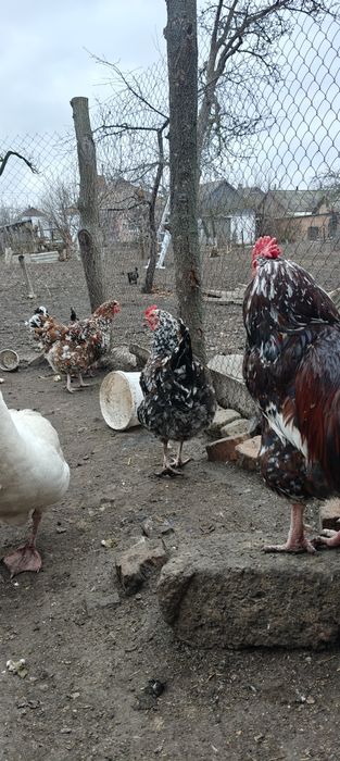 Інкубаційні яйця Лівенська