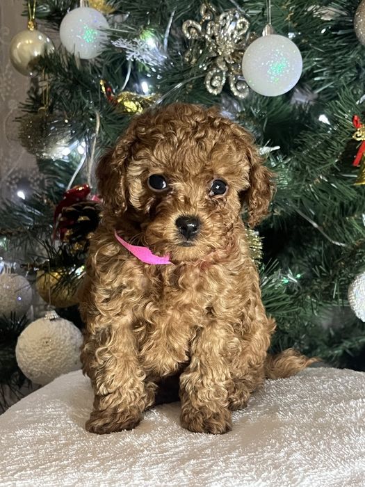 Мини Той пудель ред браун