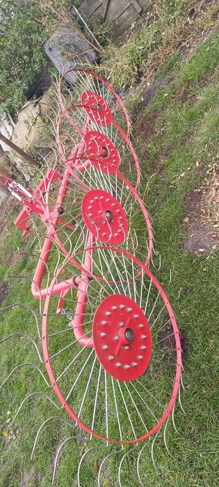 Грабарка сонечко