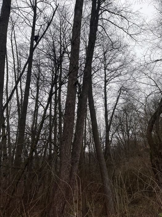 Кругляк різної довжини