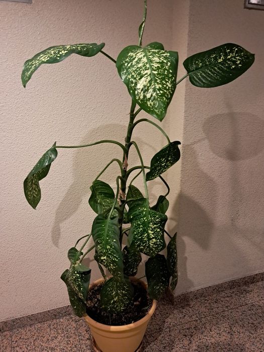 Planta decorativa Dieffenbachia
Dieffenbachia