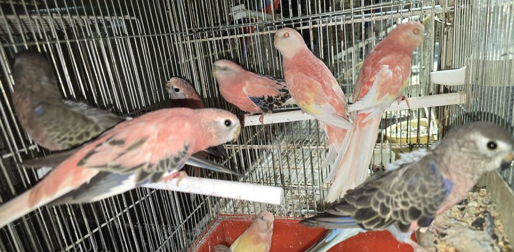 Brukes cor rosa mutações