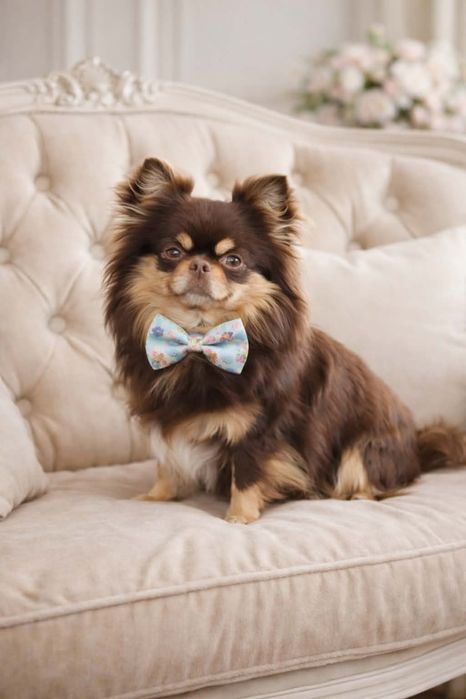 Chihuahua piesek długowłosy