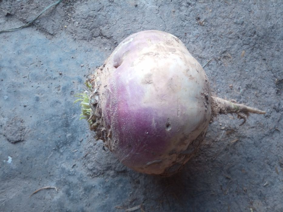 Rzepa Nasiona, ścierniskowa pastewna pasza poplon kiełki