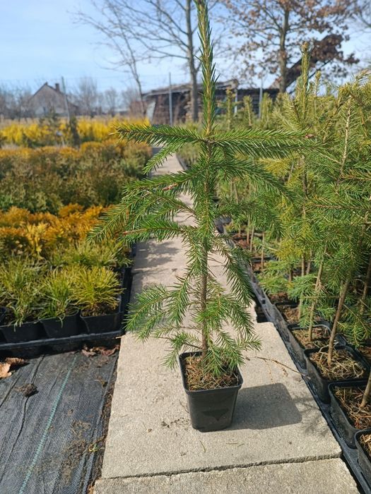 Świerk pospolity w p9 20sztuk