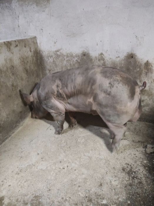 Запліднення Сім'я Кнура Спермодози  Свиноматка