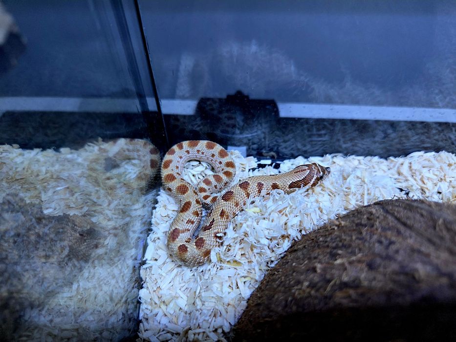 Wąż Heterodon nasicus – Pastel Anaconda SAMICA