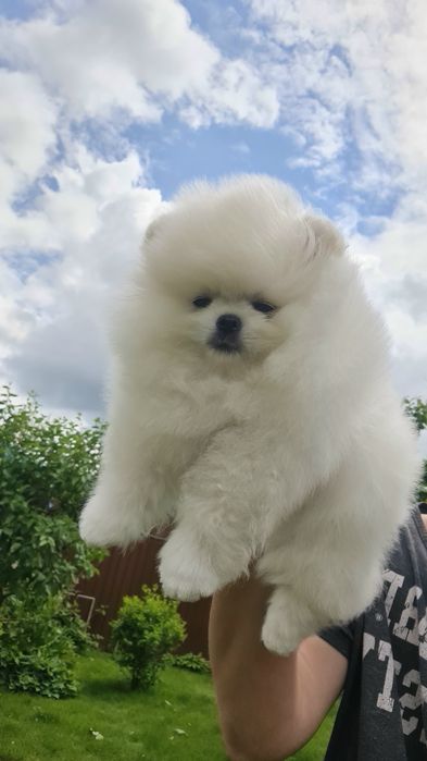 Шпіц померанський білий в'язка