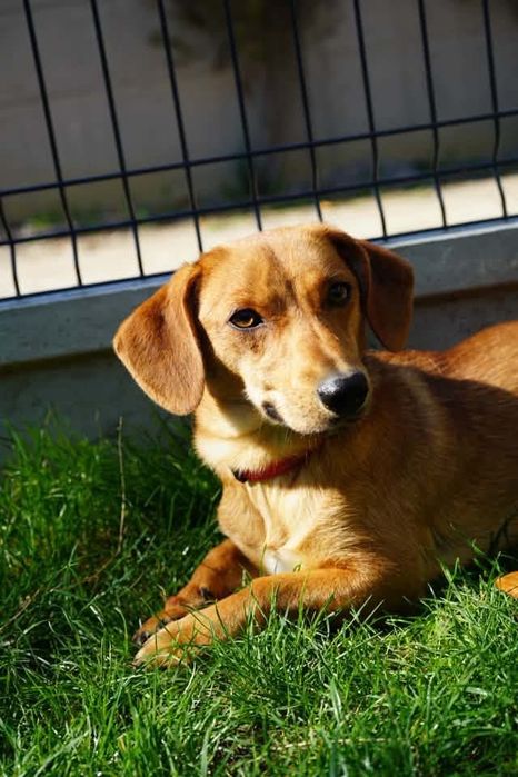 Szukam domku do adopcji