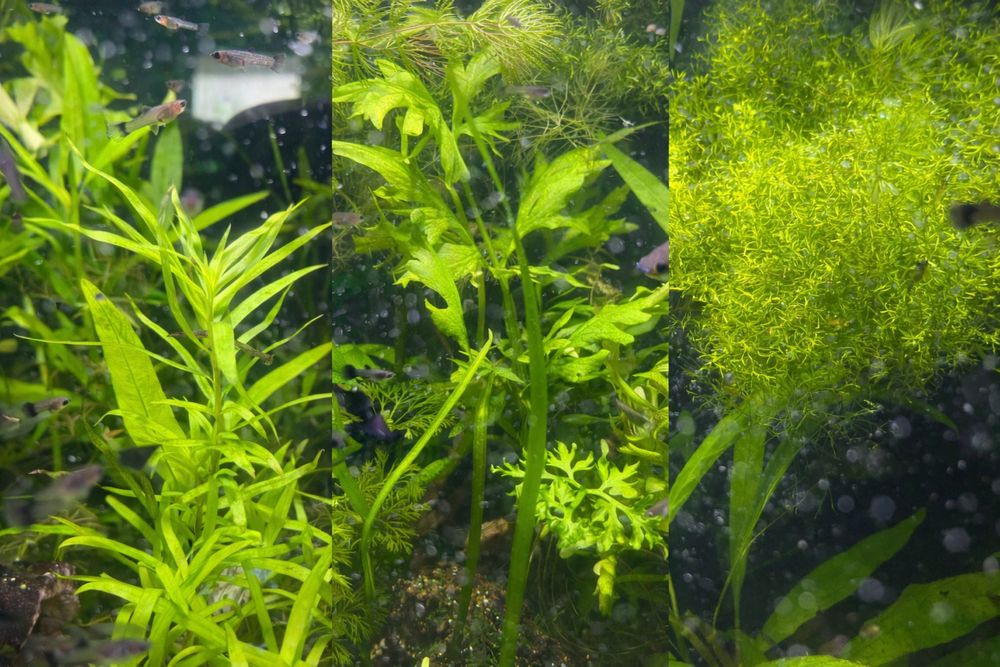 Pakiet roslin z przycinki / rogatek, limnophilipa, wgłebka,mech