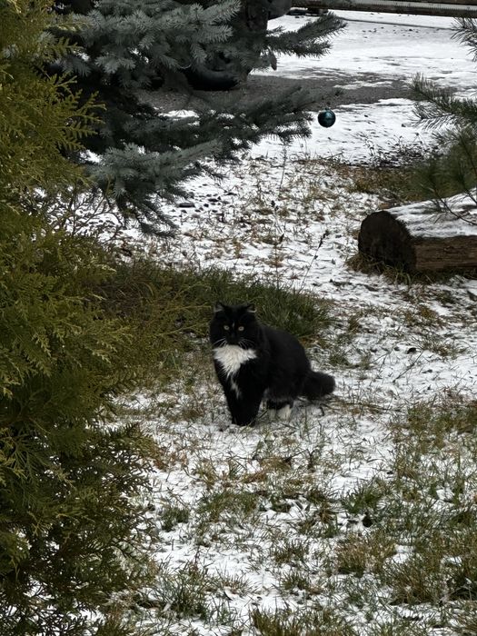 Кіт, коти, кошенята