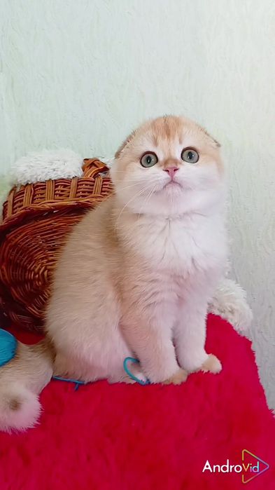 Нереально красивая девочка золотая шиншилла. Скоттиш фолд