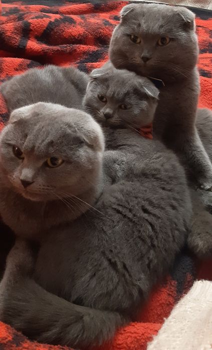 Котики британці.Весловухі.