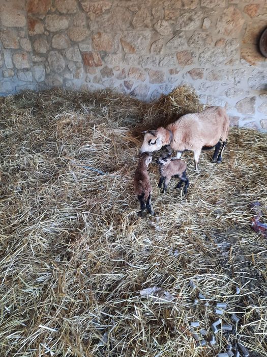 Ovelhas ponte de lima