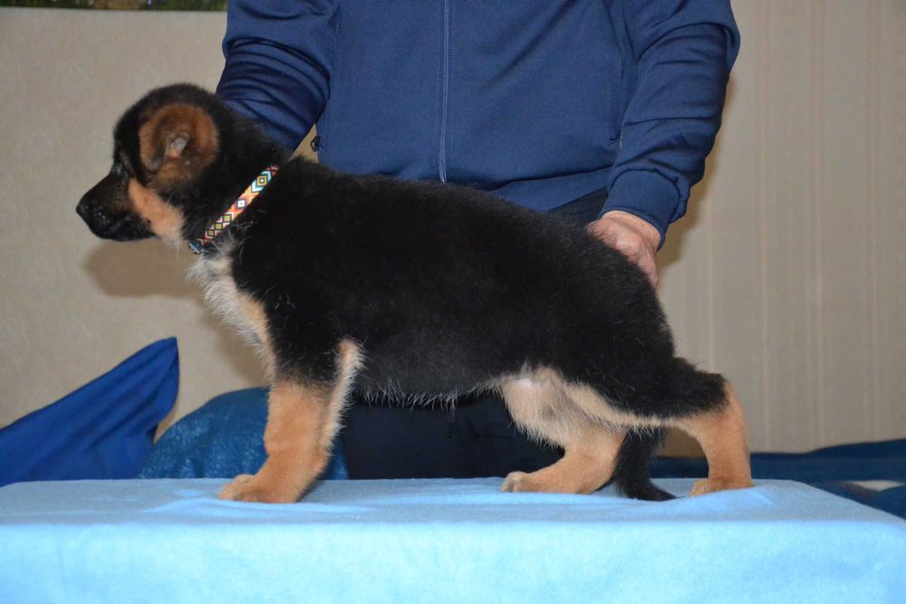 Цуценята німецької вівчарки