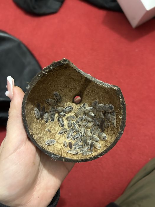 Porcellio laevis dairy cow Isopody/ tylko wysylka