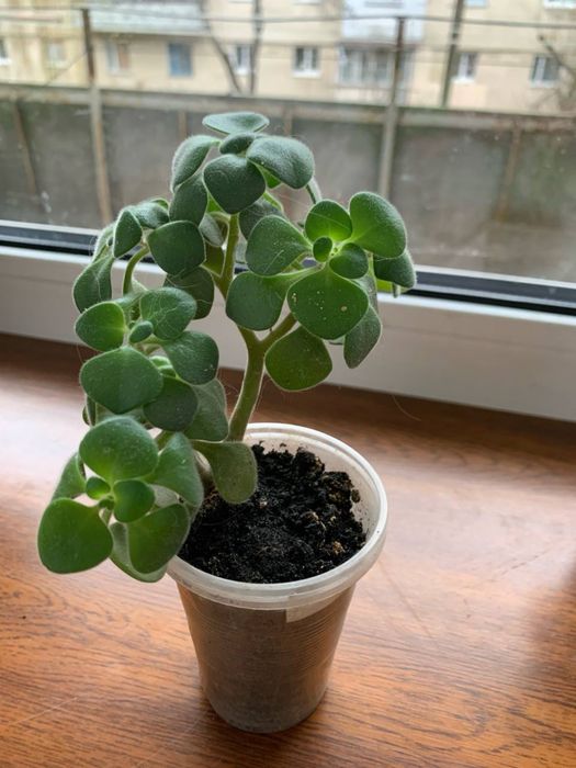 Квіти, вазони, кімнатні рослини(дифенбахія, грошове дерево)