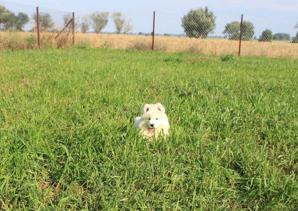 Sunia samojed/samoyed