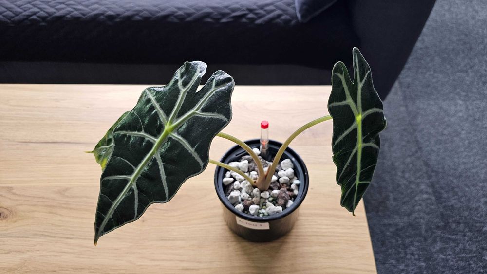 Alokazja Cucullata, Alokazja Polly