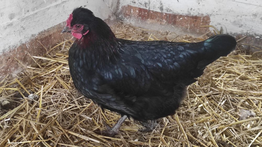 Jaja lęgowe  oliwkowe, niebieskie, czekoladowe