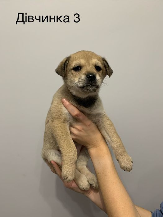 Цуценята шукають дім