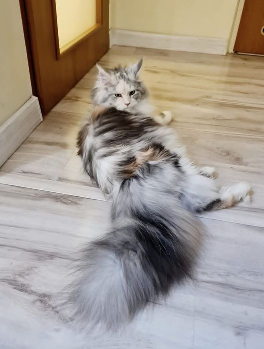 Koteczka długie futerko Maine Coon srebrzysty FPL