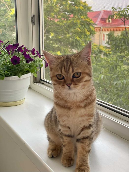 кошечка   Скоттиш-страйт або шотландська прямовуха золота шиншилла