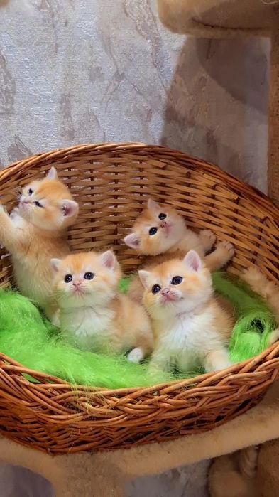 Чудо а не дети золотая шиншилла