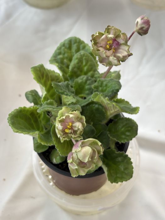 АКЦІЯ Сортові фіалки листочки