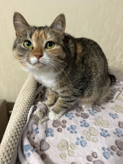 Віддам кицю в добрі руки