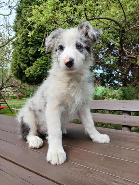 Border collie blue merle