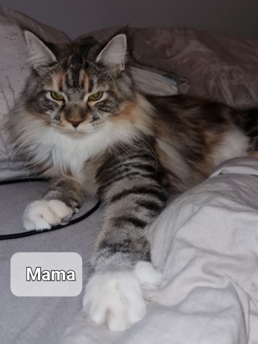 Srebrna szylkretowa kotka Maine coon