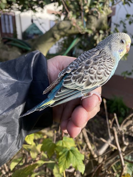 Periquito domesticado com gaiola exclusividade