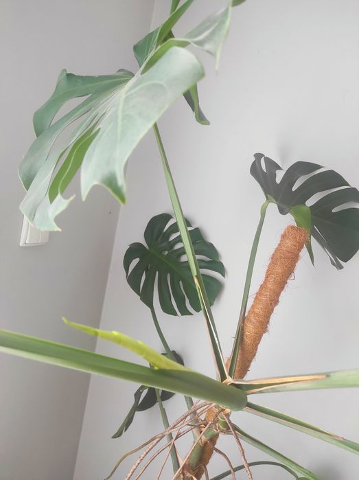 Piękna duża Monstera 180cm