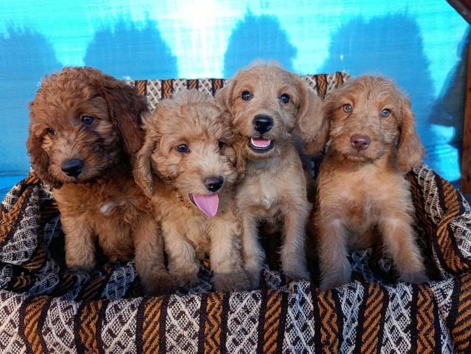Śliczna suczka Goldendoodle mini